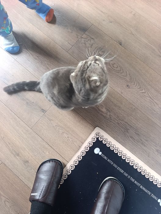 Домашний питомец