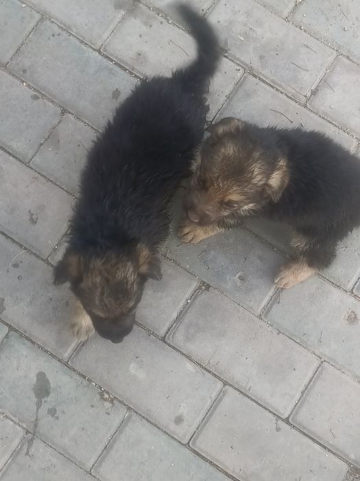 Щенки немецкой овчарки