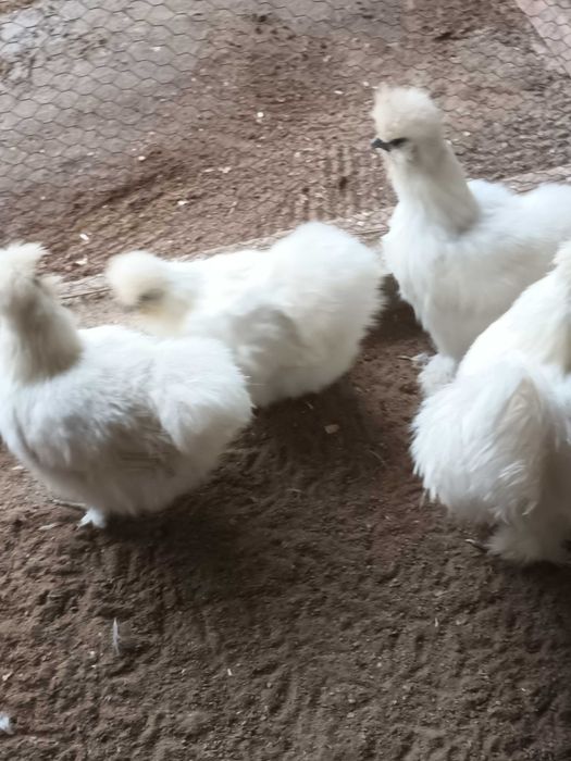 Matase japoneza si mii de flori oua de incubat