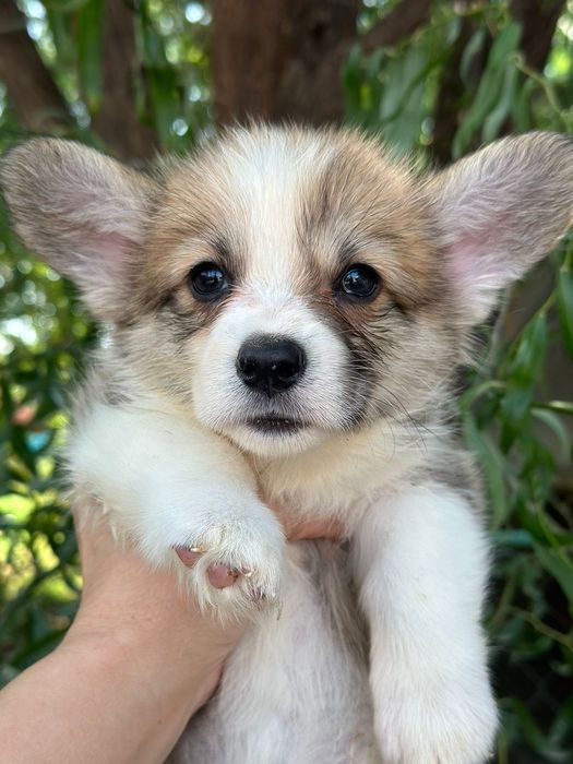 Вельш корги пемброк рыжего окраса