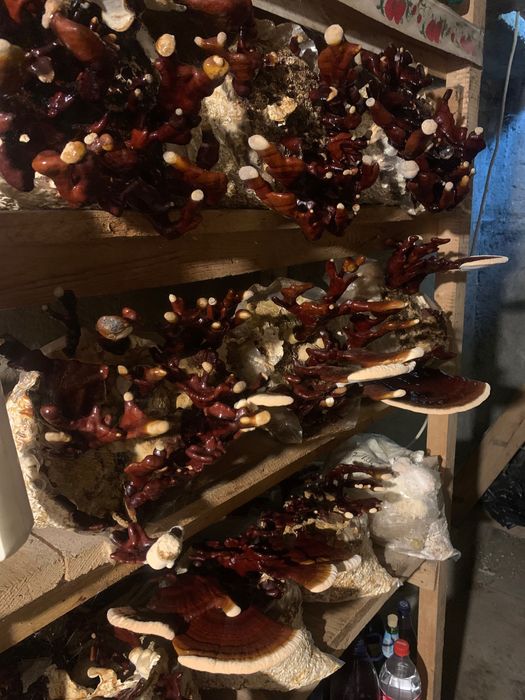Ganoderma Lucidum (Reishi)  - ciuperca nemuririi