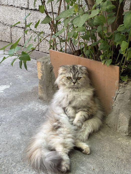 Шотладские кошки страйт