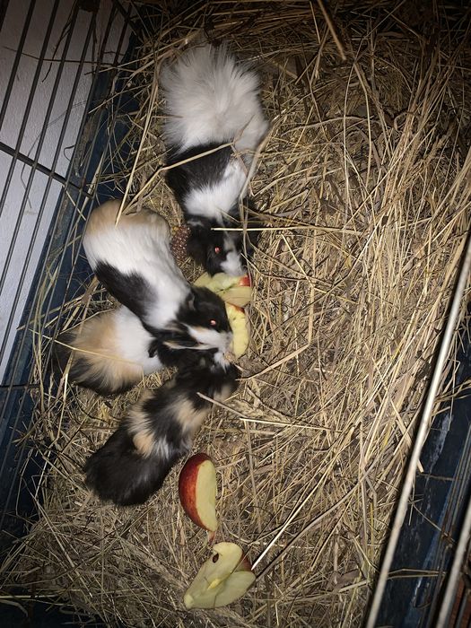 Porcusori de guineea 150 lei perechea