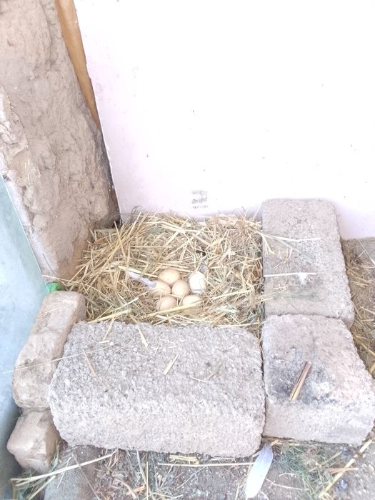 Xoroz va tovuq sotiladi.