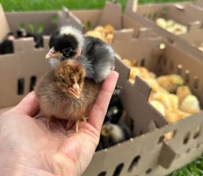 Pui de o zi super preț