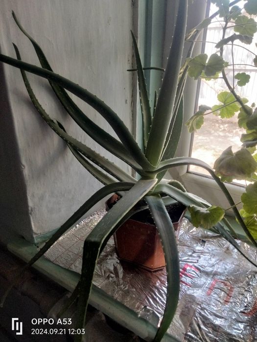 Продам лечебный алое