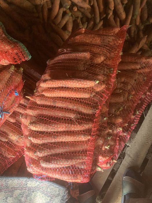 Morcovi dulci si lungi