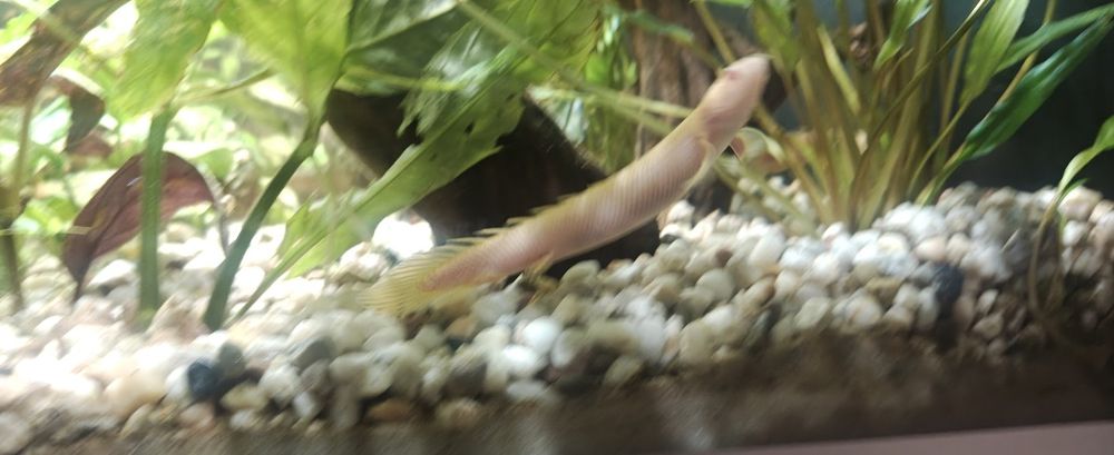 Pești exotici de apa dulce