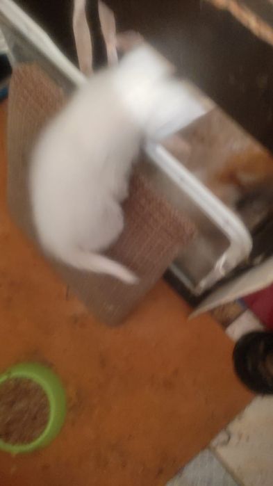 Отдам даром котят месяц