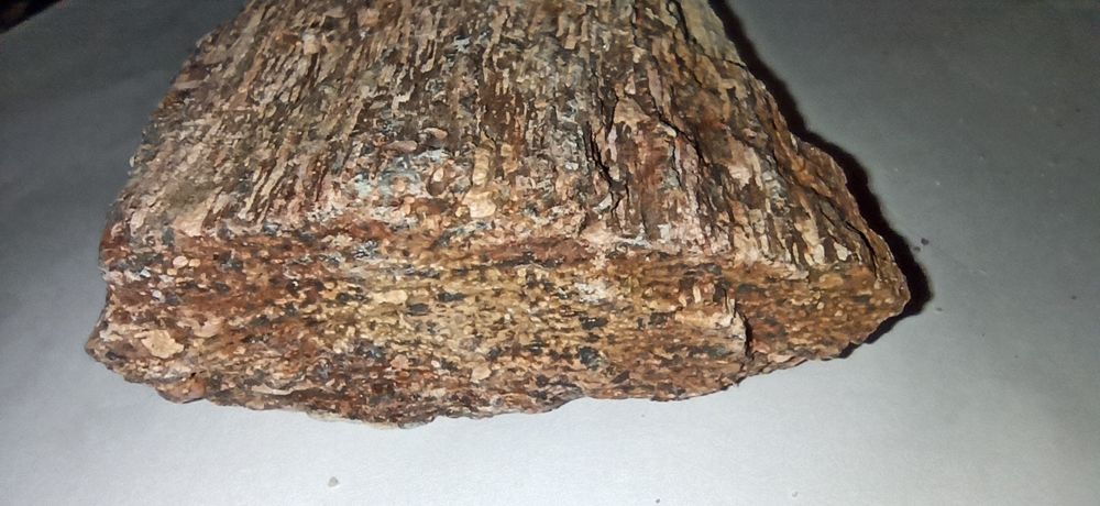 Продам окаменелые фрагменты дерева