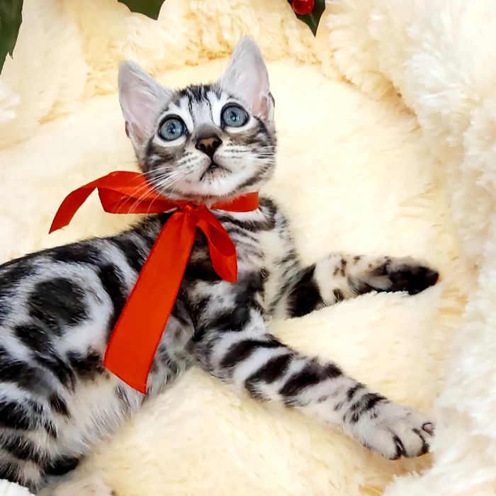 Серебряный Бенгальский Котик