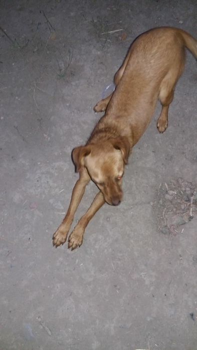 Милые щенки  ищут хозяина