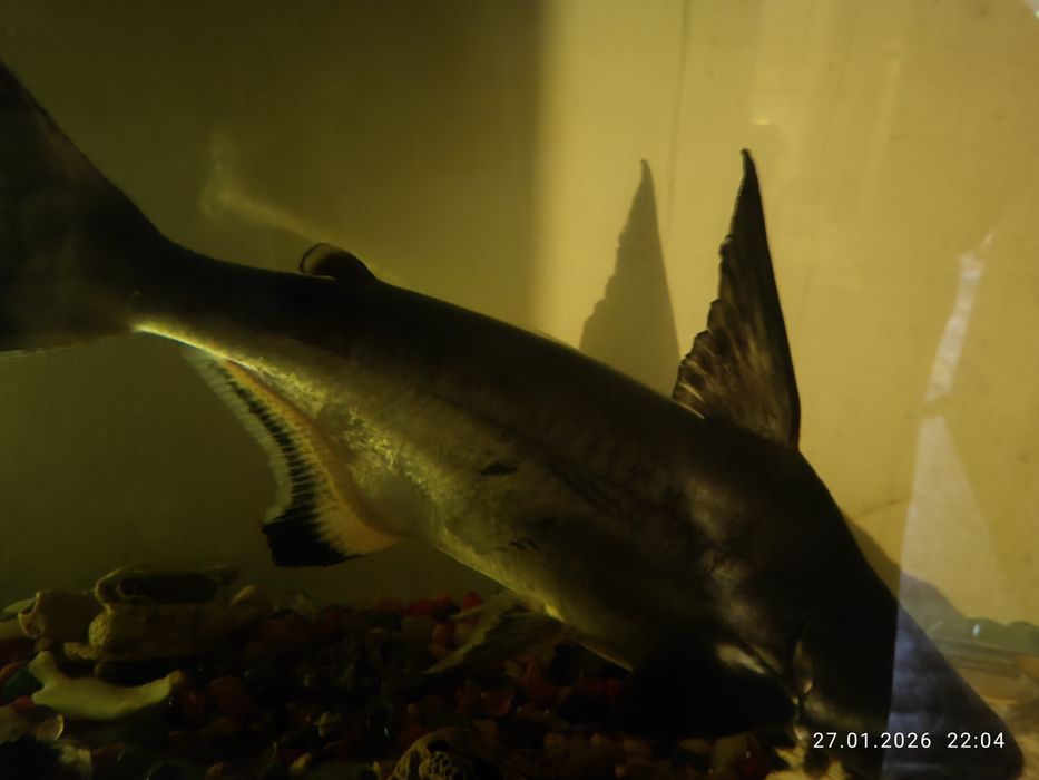 Аквариумные рыбки