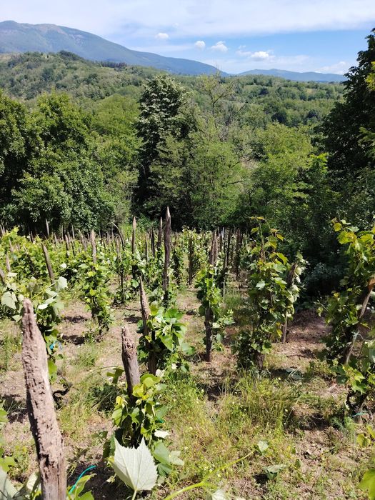 Struguri de piatră
