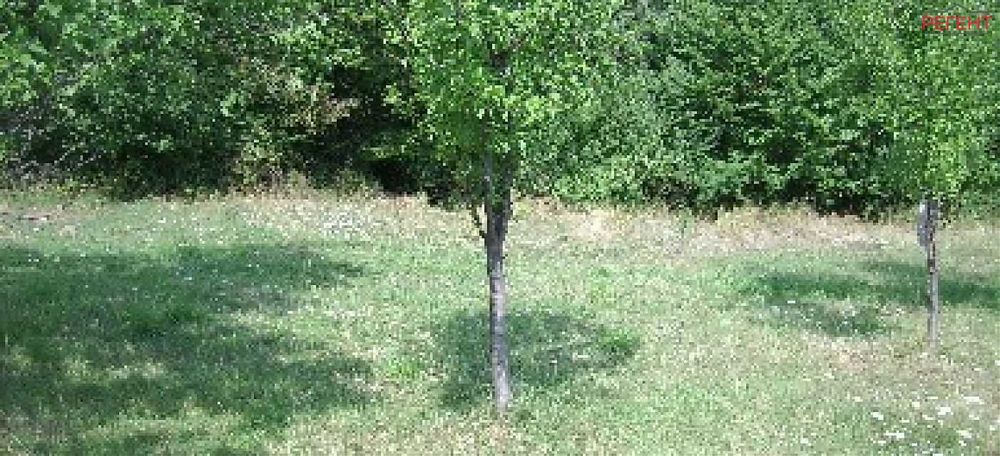 Парцел-Петкова нива-3200м²