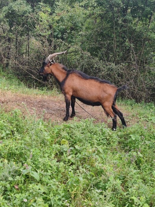 Țap și țăpuc alpin de vânzare!