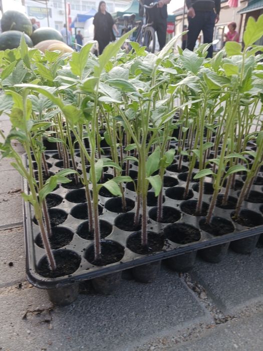 Rosii plic original reyana f1 și prekosf1 pentru plantat