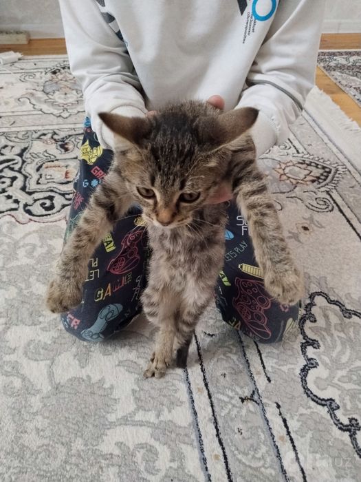 Мушук хадяга берилади