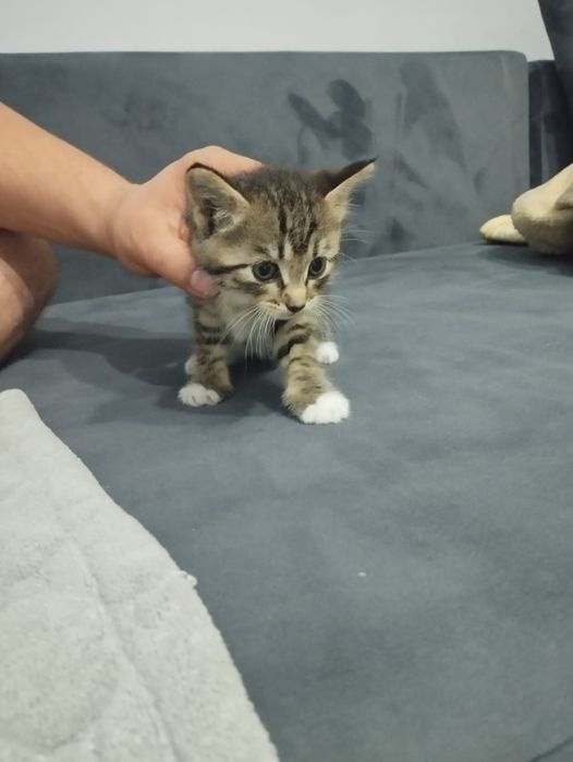 Отдам котят в хорошие руки