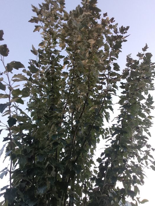 Продам частный дом в Бишкуле