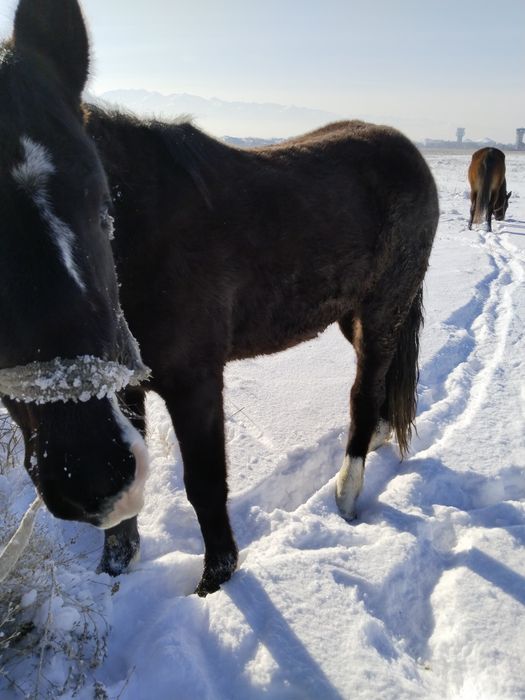 Дөнежін байтал сатылады