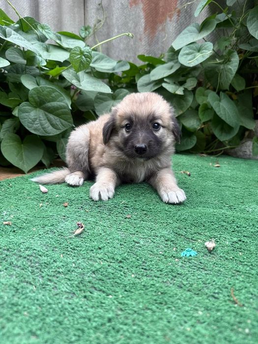 Отдам щенков в хорошие руки.