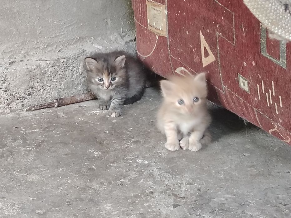 Отдам котят в добрые руки