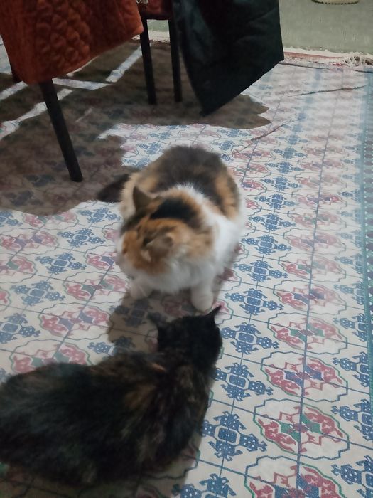 Кошка ,девочка отдам