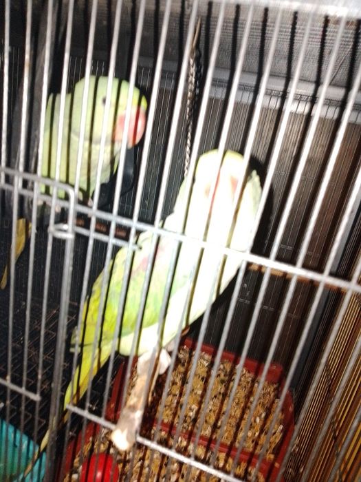 Marele Alexandru pui