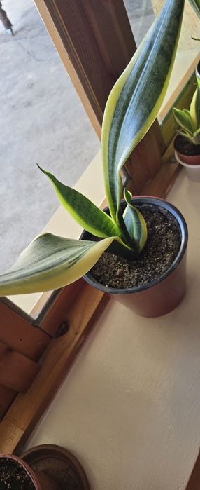 Xonaki gullar sotiladi.