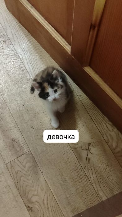 отдам котят в добрые руки