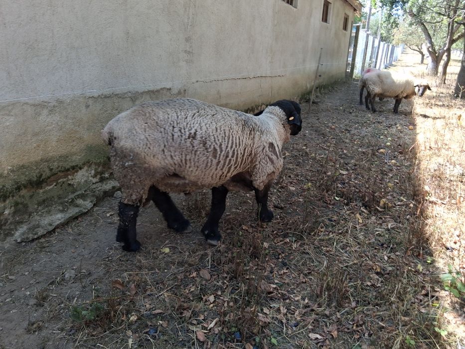 Berbec suffolk de vanzare
