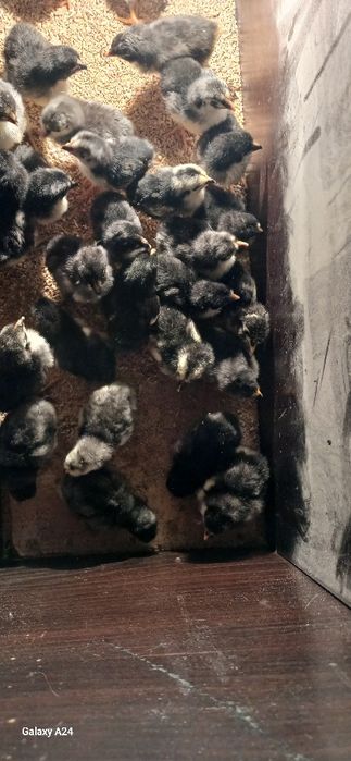 Toza Qora Shaxzoda 1 kunlidan 1 haftaligachon jo'jalari sotiladi