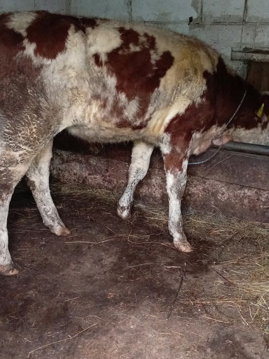 Vând vițea de 7 luni