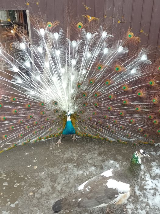 Pauni diferite varietati de culoare