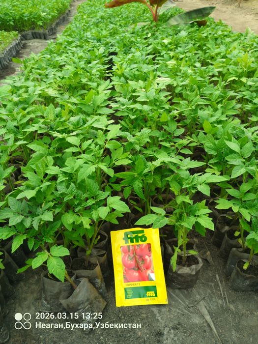 Помидор кучатларни