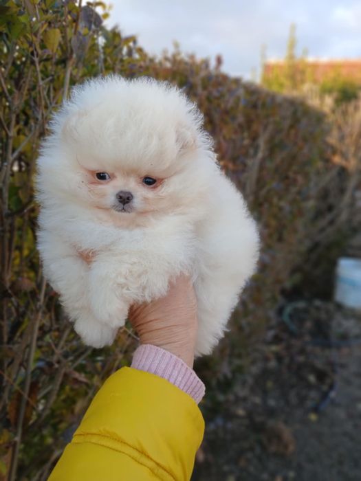 Мини Померанчета