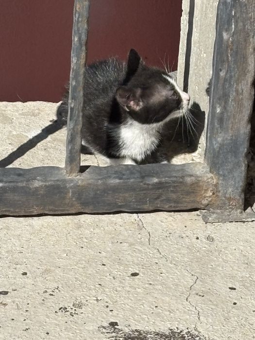 Pisoiasi spre adoptie