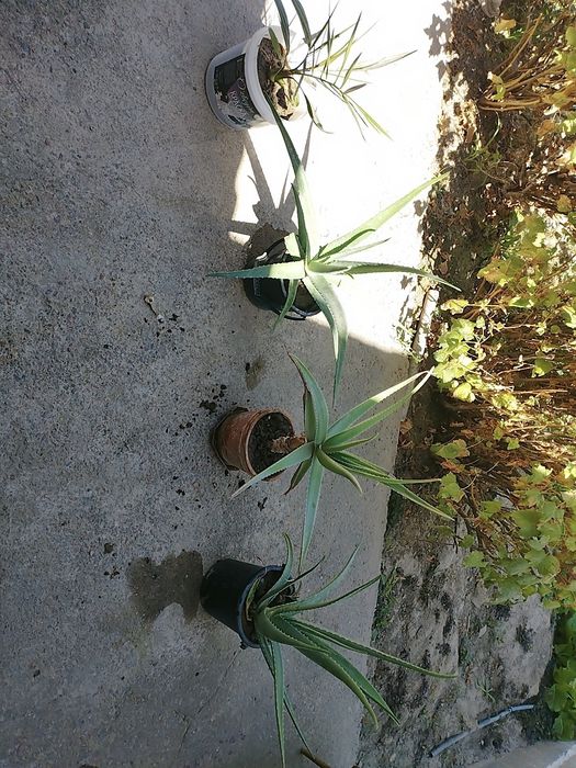 В наличии есть Лечебное  Алоэ Вера Продам