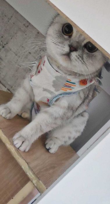 Кошка ищет добрые ручки