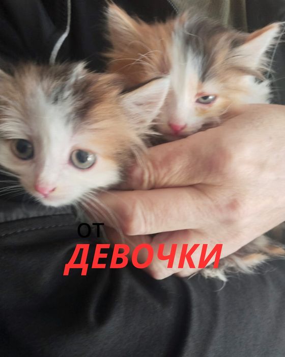 Отдам в добрые руки котят