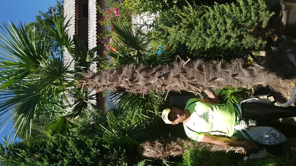 Vindem palmieri de mai multe dimensiuni ce rezistă la îngheț