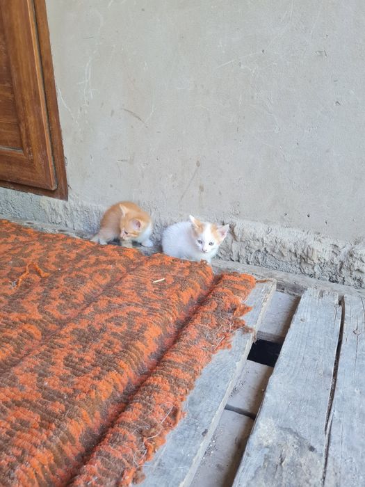 Отдам котят мальчик еркек