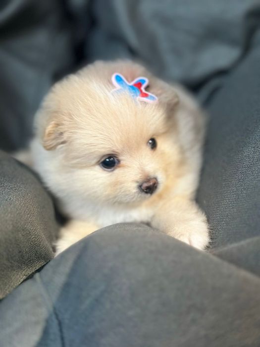 Продам щенков шпица.