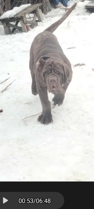 Щенок мастино неаполитано