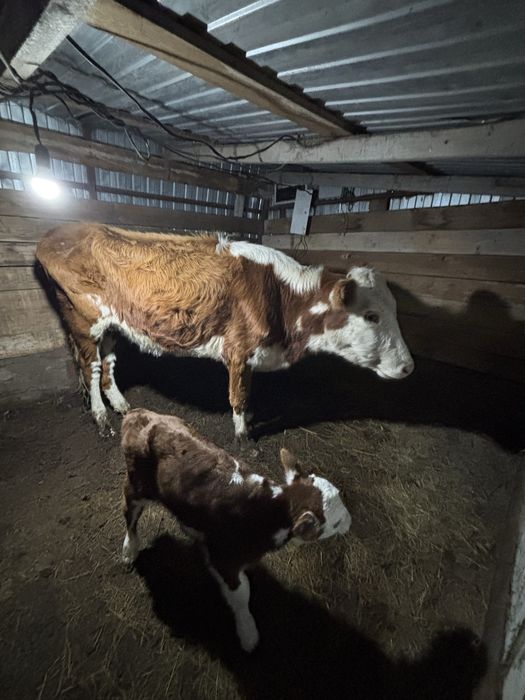 Продажа коров или обмен