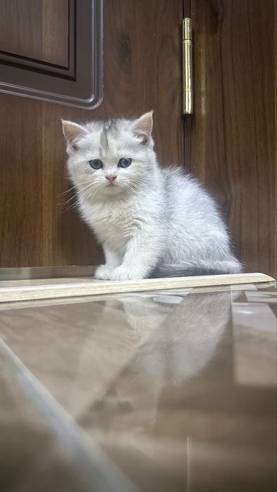 шотландская кошка скоттиш фолд и страйт