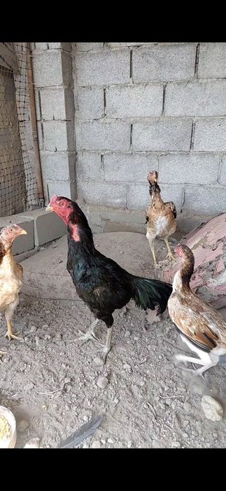 Дакан Жұмыртқасы сатылады