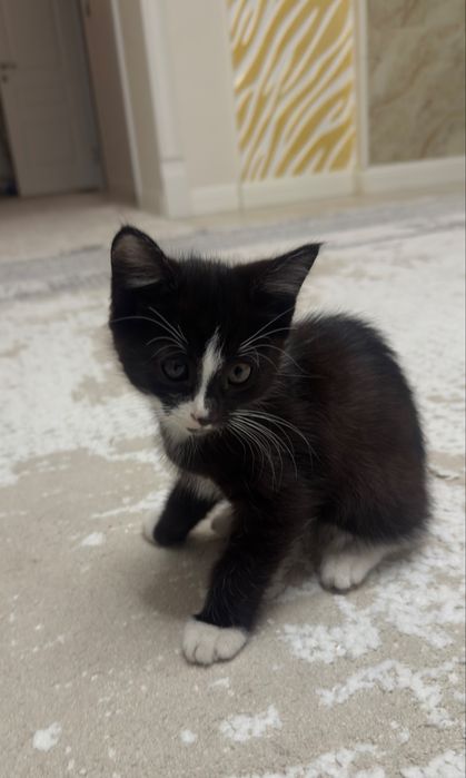Отдам котенка в добрые руки