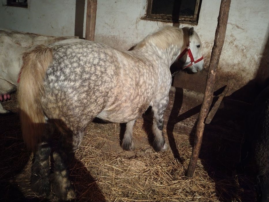 Iapa sură de vânzare